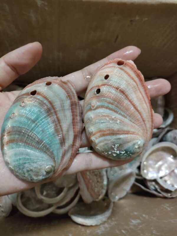 50PCS Natural Abalone Shell Home Aquarium Landscape Seashells DIY Nautical Decor